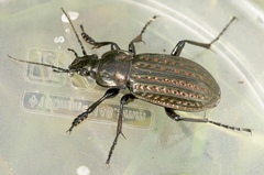 Carabus clatratus