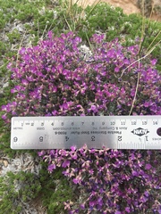 Astragalus sericoleucus