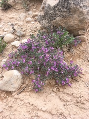 Astragalus sericoleucus