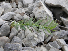 Euphorbia nevadensis
