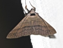 Ophyx eurrhoa