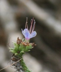 Lobostemon echioides