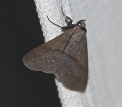 Ophyx eurrhoa