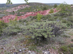 Astragalus granatensis