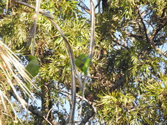 Myiopsitta monachus