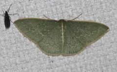 Chlorocoma melocrossa