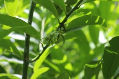 Artabotrys hexapetalus