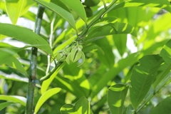 Artabotrys hexapetalus