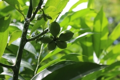 Artabotrys hexapetalus