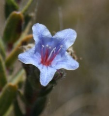 Lobostemon trigonus