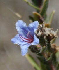Lobostemon trigonus