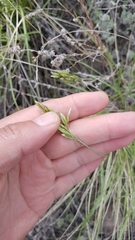 Festuca sibirica