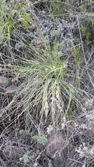 Festuca sibirica