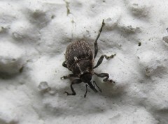 Glocianus