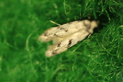 Stenolechiodes pseudogemmellus