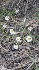 Noccaea cochleariformis