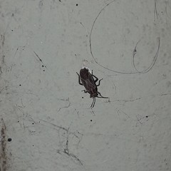 Patagioenas maculosa