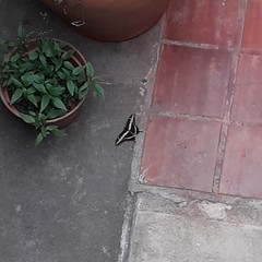 Patagioenas maculosa