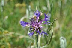 Centaurea cyanus