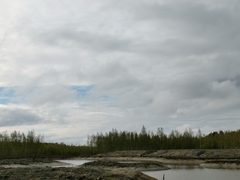 Haliaeetus albicilla