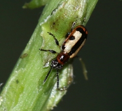 Crioceris paracenthesis