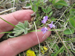 Gueldenstaedtia verna