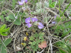 Gueldenstaedtia verna