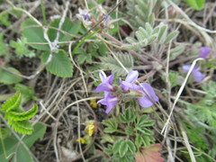 Gueldenstaedtia verna