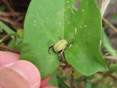 Hoplia chlorophana