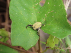 Hoplia chlorophana