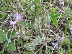 Gueldenstaedtia verna