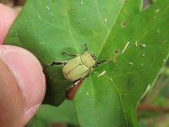 Hoplia chlorophana