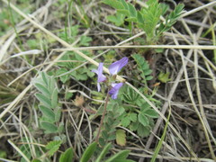 Gueldenstaedtia verna