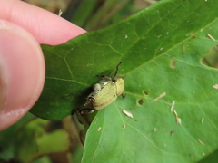 Hoplia chlorophana