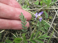 Gueldenstaedtia verna