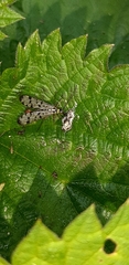 Panorpa germanica