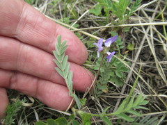 Gueldenstaedtia verna