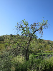 Pyrus bourgaeana