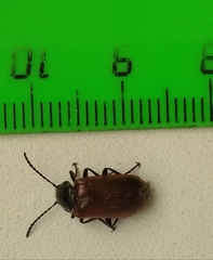 Coleoptera