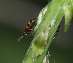 Crioceris paracenthesis