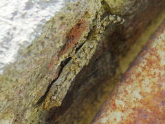 Mediodactylus kotschyi skopjensis