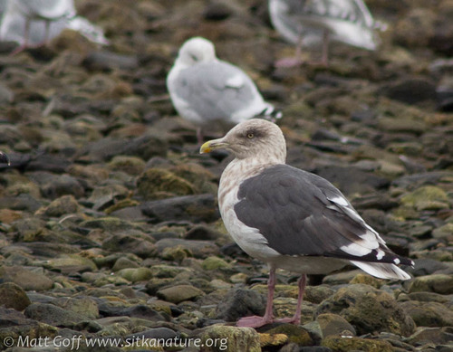 Slaty-backed Gull