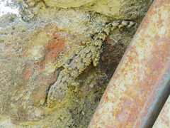 Mediodactylus kotschyi skopjensis