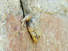 Mediodactylus kotschyi