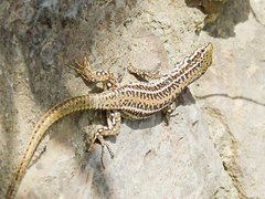 Podarcis erhardii riveti