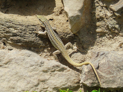 Podarcis erhardii riveti