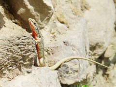 Podarcis erhardii riveti