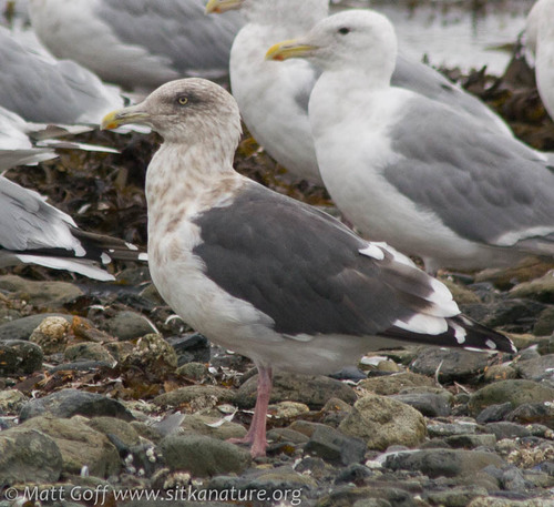 Slaty-backed Gull