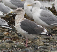 Slaty-Backed Gull photo 4
