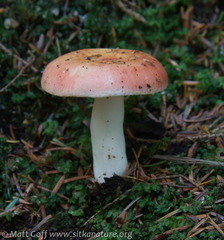 Russula bicolor